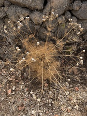 Prangos trifida