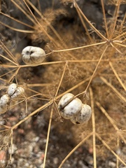 Prangos trifida