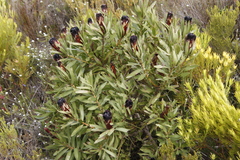 Protea lepidocarpodendron