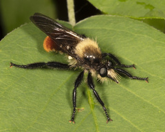 Laphria janus