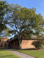 Phellodendron amurense