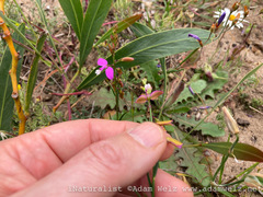 Polygala garcinii