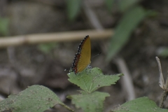 Heliophorini