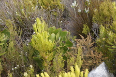Leucadendron xanthoconus