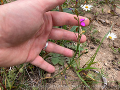 Polygala garcinii