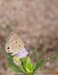Luthrodes pandava