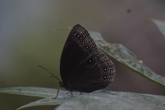 Ethope himachala