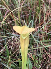 Sarracenia alata