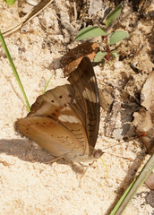 Euthalia aconthea garuda