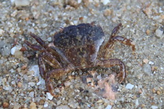 Gaetice depressus