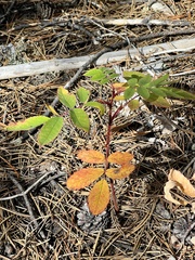 Sorbus sitchensis