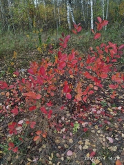Aronia mitschurinii