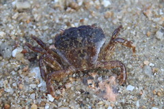 Gaetice depressus