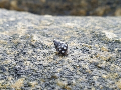 Littorininae