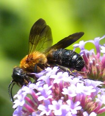 Megachile sculpturalis