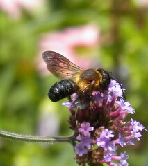 Megachile sculpturalis