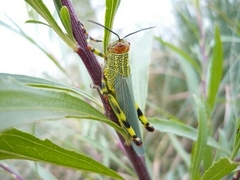 Zoniopoda tarsata