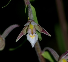 Epipactis palustris