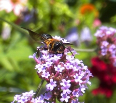 Megachile sculpturalis