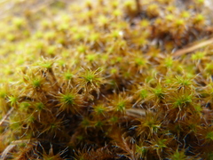 Syntrichia ruraliformis