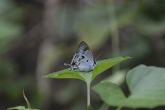 Hypolycaena othona