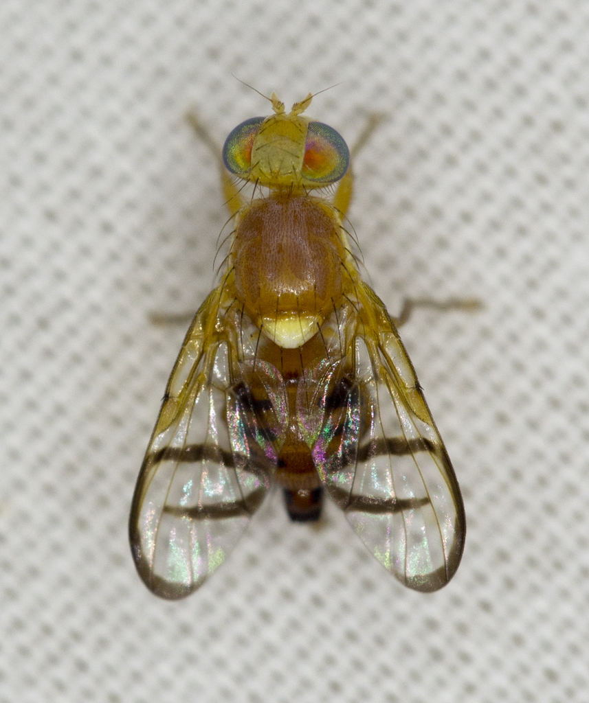 Paraterellia superba