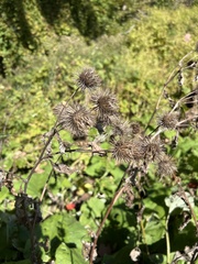 Arctium minus