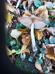 Pluteus
