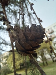 Larix decidua