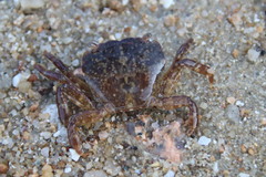 Gaetice depressus