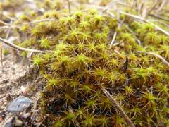 Syntrichia ruraliformis