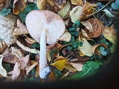 Pluteus