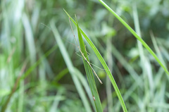 Medauroidea extradentata