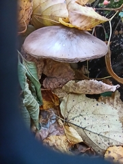 Pluteus