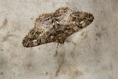 Alcis taiwanovariegata