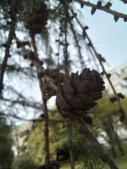 Larix decidua