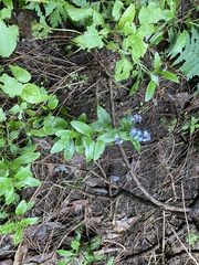 Myosotis latifolia image