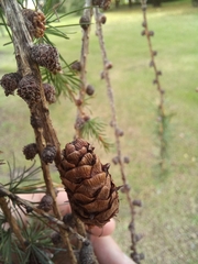 Larix decidua