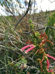 Erica discolor