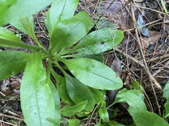 Myosotis latifolia image