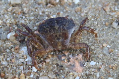 Gaetice depressus
