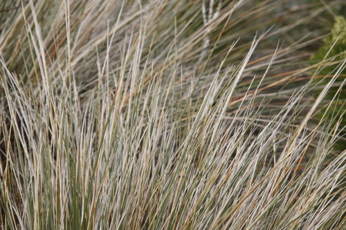 Image of Capeochloa cincta by (c) Tony Rebelo, some rights reserved (CC BY-SA)