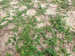 Thuarea involuta