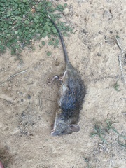 Rattus rattus