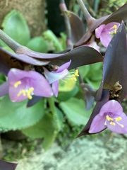 Tradescantia pallida