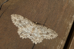 Ectropis arizanensis