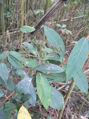 Hydrangea chinensis
