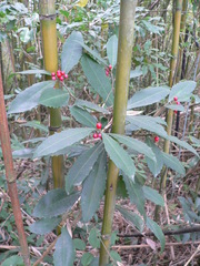 Ardisia cornudentata morrisonensis