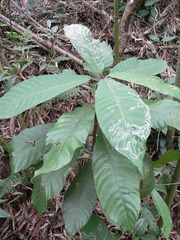 Saurauia tristyla