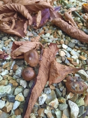 Psathyrella bipellis